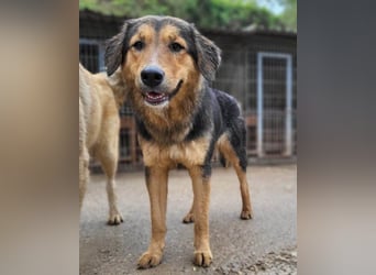 Zuckerschnute Savannah: ist reisefertig