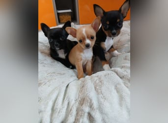 3 Chihuahua Welpen