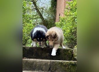 Colliewelpen im amerikanischen Typ