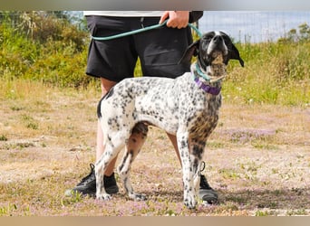 Pintas, Englischer Pointer, lieb und verträglich