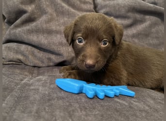 Labrador Mix Welpen