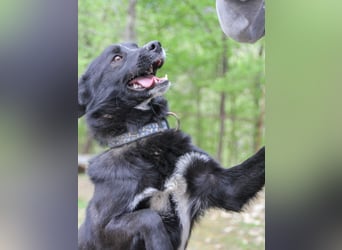 Freundlicher LEWI ist ein absoluter Gute-Laune-Hund