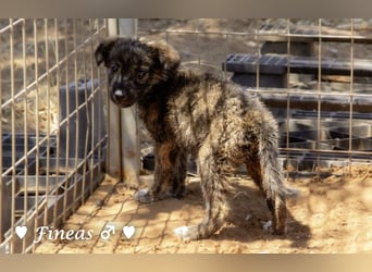 Fiona und Fineas suchen ab Anfang August ein Zuhause
