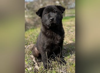 Hachiko, geb. ca. 01/2025, lebt in GRIECHENLAND, auf einer privaten Pflegestelle