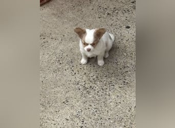 2 Rüden Chihuahua Langhaar Welpen ab sofort abzugeben