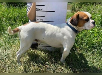Ruben, Puggle Mischling