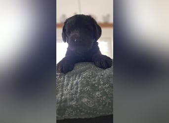 Labradoodle Welpen