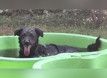 Mogli Pudelmix auf Pflegestelle 59399 Olfen