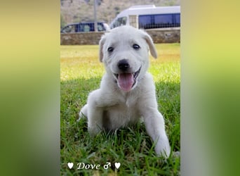 Biscuit, Casper, Pearl, Lily und Dove  suchen ihre Familie ab Oktober