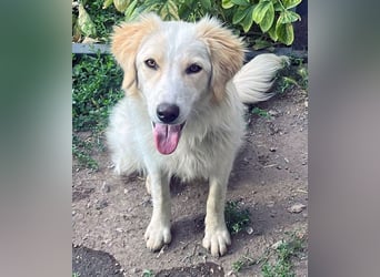 BUBBLES - Hunde-Teenagerin auf Familiensuche!