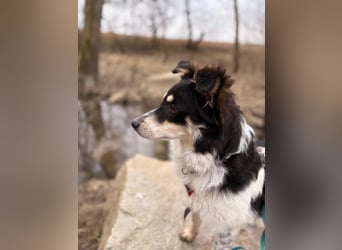 ❤️Käthy...ein schlaues Hundemädchen auf der Suche nach ihrem Für-Immer-Zuhause!
