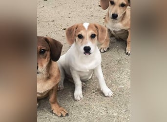 ⭐️Daja⭐️, Hündin, 3 Monate, 20 cm, Mischling, Tierschutz