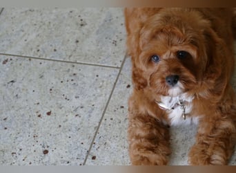 Wunderschöne Cavapoo Welpen F1 (Toypudel/Zwergpudel + Cavalier King Charles Spaniel) mit Ahnentafel