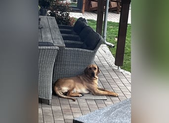 Wunderschöne reinrassige Broholmer Hündin „Meggy von der Lausitzer Heide“