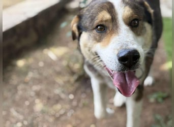 Verspielter Schäferhund-Mix sucht sein Glück!