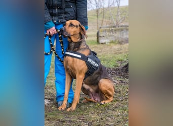 Tara-SI – Liebevolle Hundedame sucht ihr Für-Immer-Zuhause