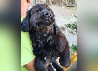 ARCHIE❤️ junger, kinderlieber Chow-Chow-Retriever-Mix-Rüde: perfekter Familienhund!