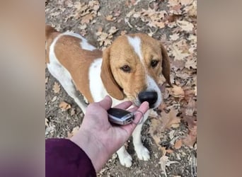 Fiete - freundlicher, sozialer Beagle Mix Rüde / Dringend Pflegestelle oder Zuhause gesucht