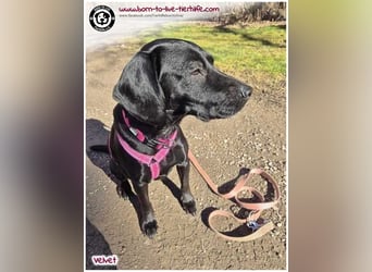 Velvet sucht ein neues Zuhause