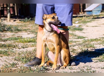 Cindy, Mix Schäferhund / Malinois, lieb und sozial