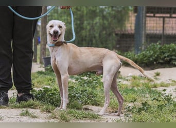 Enno, Mix Whippet / Podengo, lieb und sozial