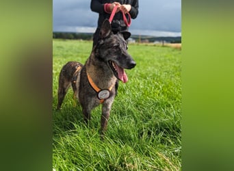 Nelson ein toller Hollandse Herder Mix