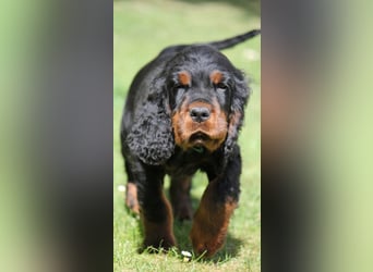 Drei unserer Osterhasen, zwei Rüden und eine Hündin, suchen noch ein neues Zuhause