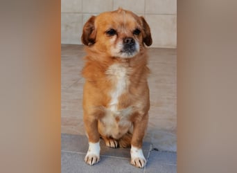 Reserviert! Pavarotti der Herzenbrecher!