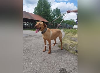 Boburék, evtl. Labrador-Mix, ist aktiv und wasserbegeistert !