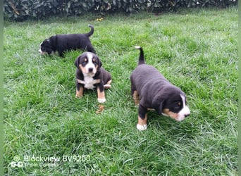 Entlebucher Sennenhund Welpen