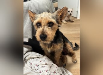 Terry, sucht seine Menschen