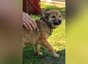 Anubis PP - Feinfühliger Wirbelwind sucht seine Menschen