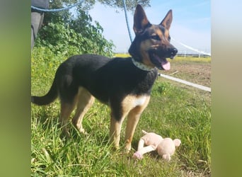 aktive Schäfermix-Hündin sucht Menschen mit Erfahrung