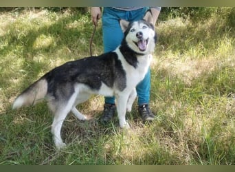 Akira, Husky