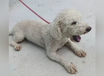 ❤️ lieber kleiner DARI - 4 Jahre, 30cm/9kg - Bichon-Mischling