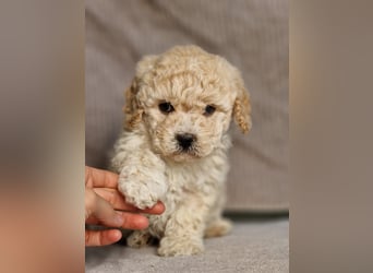 Maltipoo Welpe Rüde