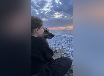 Schäferhundmix MADDOX sucht seine eigene Familie!