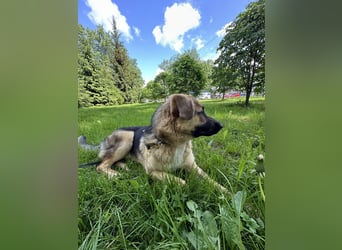 Joy - ein sanfter Hunderiese sucht sein Zuhause