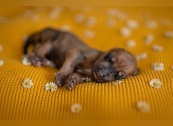 Rhodesian Ridgeback Welpen mit FCI-Ahnentafel