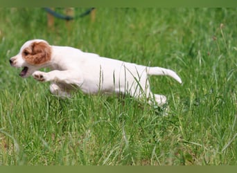 Traumfee - Irish Red and White Setter