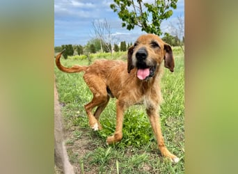 Balu: er hat ganz viel Liebe zu geben