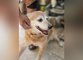 Dringend „Gnadenplatz“ für Senior SINO gesucht