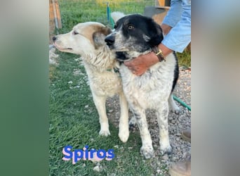 Spiros, 01/23 - freundlich und lernwillig