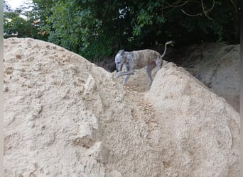 Espania(CR) hübsches Galgo Mädchen sucht seine Familie