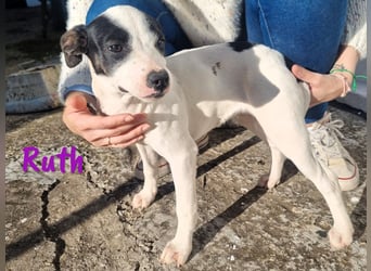 Ruth 10/2024 (ESP Pflegestelle) - sonnige und sanfte, kleine Bodeguero-Mix Welpin!