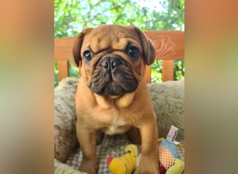 Vergnügte Frops Kinder  (Französische Bulldogge + Mops )
