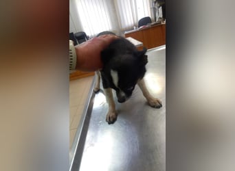 Cuki 3 PP – Zarte Chihuahua-Dame sucht Geborgenheit