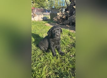 Labrador Welpe schwarz