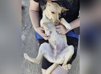 Nico , ein toller Familienhund