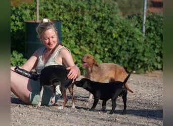 JOLENE-wunderschöne Strubbelmaus mit goldenem Herzen sucht ihre liebevolle "Für-immer-Familie"